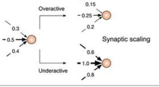 Synaptic Scaling Photo