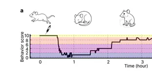 Multi-modal, multi-species, and multi-task latent-space model for decoding level of consciousness